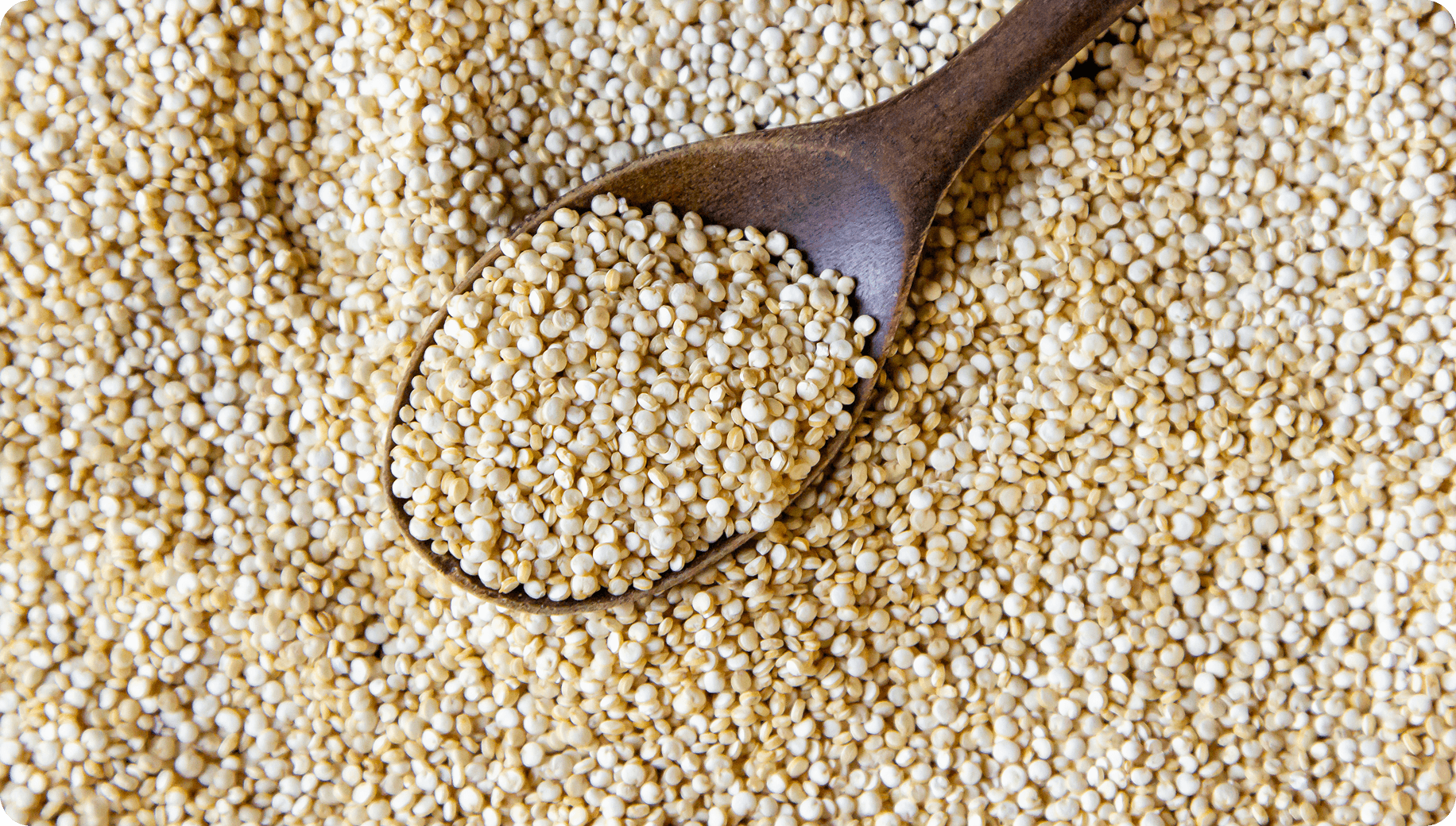 quinoa